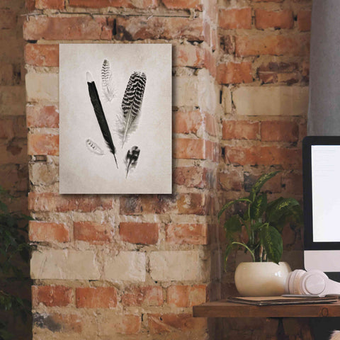 Image of 'Feather Group II B&W' by Debra Van Swearingen, Canvas Wall Art,12 x 16