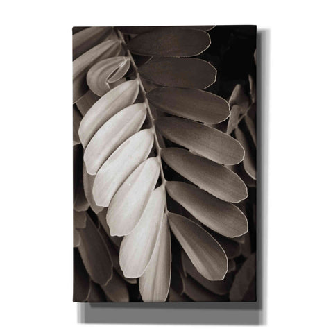 Image of 'Tropical Plant I' by Debra Van Swearingen, Canvas Wall Art,12x18x1.1x0,18x26x1.1x0,26x40x1.74x0,40x60x1.74x0