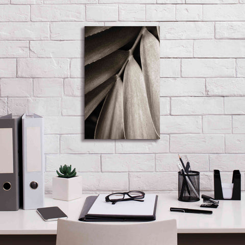 Image of 'Tropical Plant II' by Debra Van Swearingen, Canvas Wall Art,12 x 18