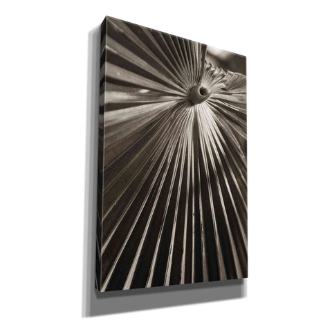 Image of 'Palm Frond 1' by Debra Van Swearingen, Canvas Wall Art,12x18x1.1x0,18x26x1.1x0,26x40x1.74x0,40x60x1.74x0