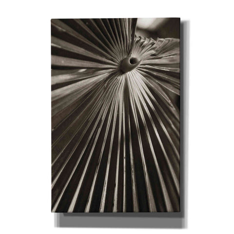 Image of 'Palm Frond 1' by Debra Van Swearingen, Canvas Wall Art,12x18x1.1x0,18x26x1.1x0,26x40x1.74x0,40x60x1.74x0