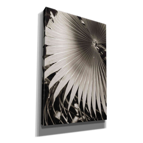 Image of 'Palm Frond 2' by Debra Van Swearingen, Canvas Wall Art,12x18x1.1x0,18x26x1.1x0,26x40x1.74x0,40x60x1.74x0