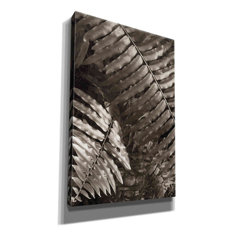 Image of 'Fern I' by Debra Van Swearingen, Canvas Wall Art,12x18x1.1x0,18x26x1.1x0,26x40x1.74x0,40x60x1.74x0