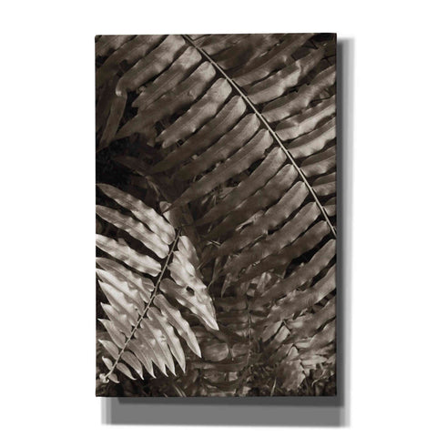 Image of 'Fern I' by Debra Van Swearingen, Canvas Wall Art,12x18x1.1x0,18x26x1.1x0,26x40x1.74x0,40x60x1.74x0