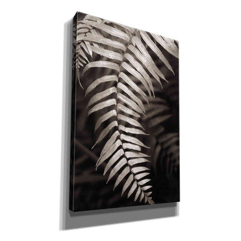 Image of 'Fern II' by Debra Van Swearingen, Canvas Wall Art,12x18x1.1x0,18x26x1.1x0,26x40x1.74x0,40x60x1.74x0