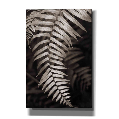 Image of 'Fern II' by Debra Van Swearingen, Canvas Wall Art,12x18x1.1x0,18x26x1.1x0,26x40x1.74x0,40x60x1.74x0