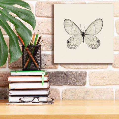 Image of 'Butterfly I B&W' by Debra Van Swearingen, Canvas Wall Art,12 x 12