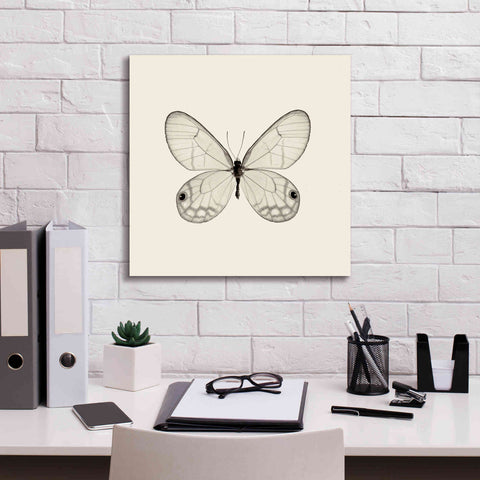 Image of 'Butterfly I B&W' by Debra Van Swearingen, Canvas Wall Art,18 x 18