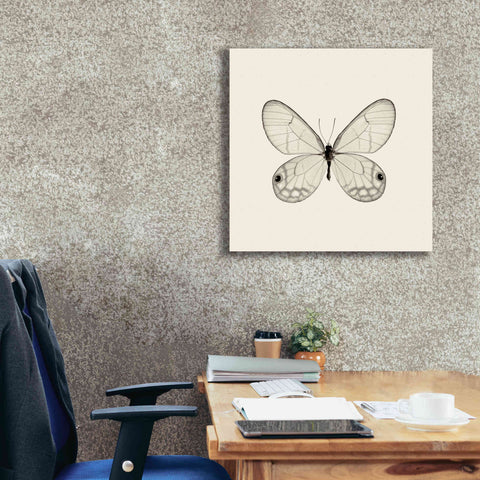 Image of 'Butterfly I B&W' by Debra Van Swearingen, Canvas Wall Art,26 x 26