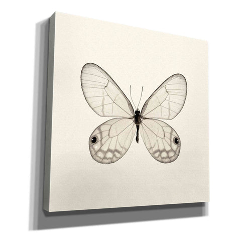 Image of 'Butterfly I B&W' by Debra Van Swearingen, Canvas Wall Art,12x12x1.1x0,18x18x1.1x0,26x26x1.74x0,37x37x1.74x0
