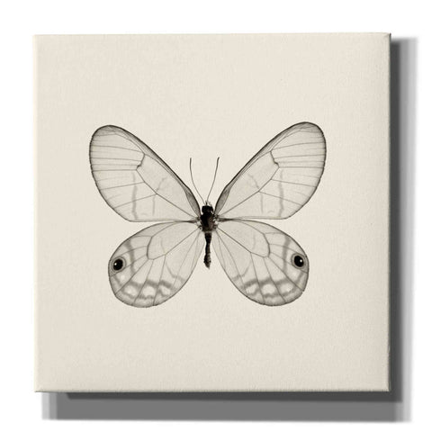 Image of 'Butterfly I B&W' by Debra Van Swearingen, Canvas Wall Art,12x12x1.1x0,18x18x1.1x0,26x26x1.74x0,37x37x1.74x0