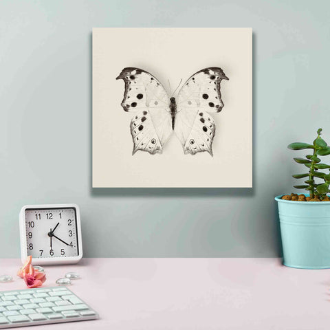 Image of 'Butterfly IV B&W' by Debra Van Swearingen, Canvas Wall Art,12 x 12