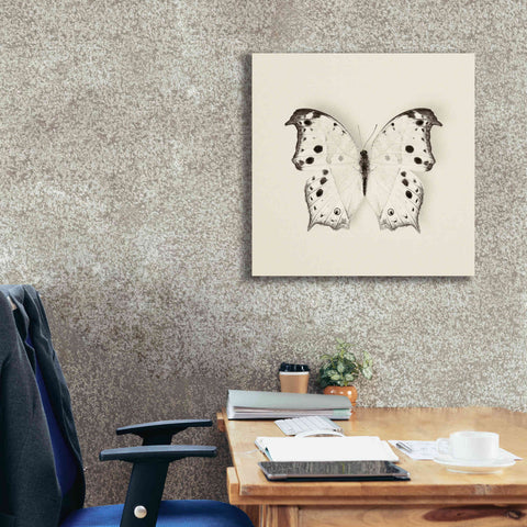 Image of 'Butterfly IV B&W' by Debra Van Swearingen, Canvas Wall Art,26 x 26