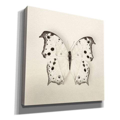 Image of 'Butterfly IV B&W' by Debra Van Swearingen, Canvas Wall Art,12x12x1.1x0,18x18x1.1x0,26x26x1.74x0,37x37x1.74x0