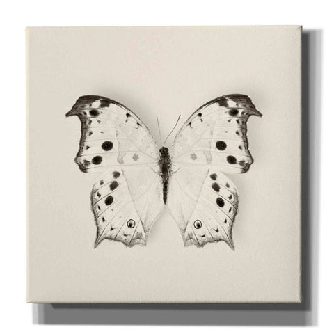 Image of 'Butterfly IV B&W' by Debra Van Swearingen, Canvas Wall Art,12x12x1.1x0,18x18x1.1x0,26x26x1.74x0,37x37x1.74x0