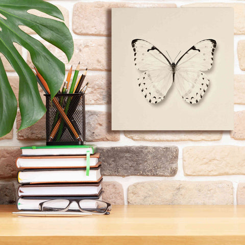 Image of 'Butterfly II B&W' by Debra Van Swearingen, Canvas Wall Art,12 x 12