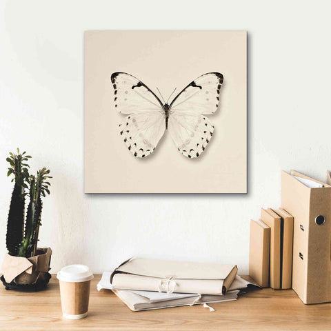 Image of 'Butterfly II B&W' by Debra Van Swearingen, Canvas Wall Art,18 x 18