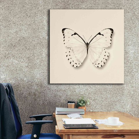 Image of 'Butterfly II B&W' by Debra Van Swearingen, Canvas Wall Art,37 x 37