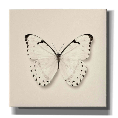 Image of 'Butterfly II B&W' by Debra Van Swearingen, Canvas Wall Art,12x12x1.1x0,18x18x1.1x0,26x26x1.74x0,37x37x1.74x0