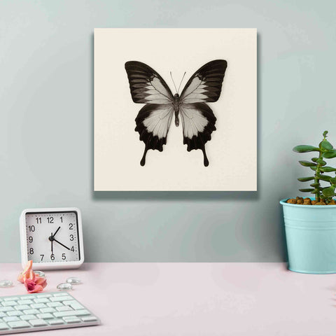 Image of 'Butterfly III B&W' by Debra Van Swearingen, Canvas Wall Art,12 x 12
