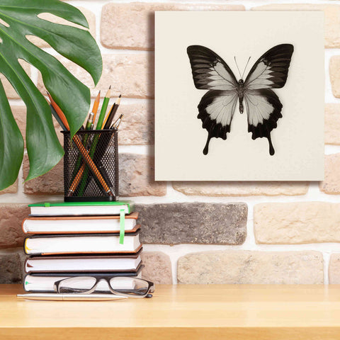 Image of 'Butterfly III B&W' by Debra Van Swearingen, Canvas Wall Art,12 x 12