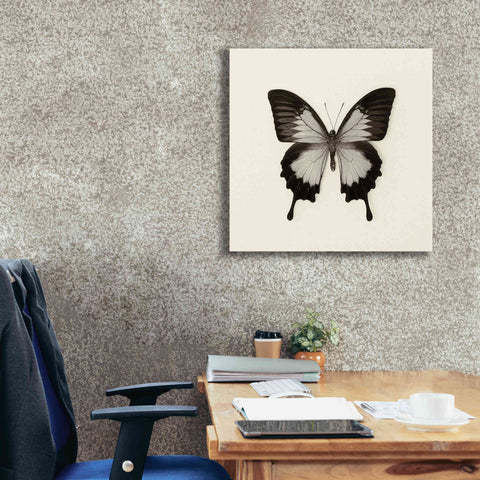 Image of 'Butterfly III B&W' by Debra Van Swearingen, Canvas Wall Art,26 x 26