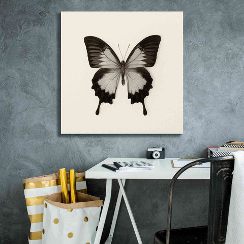 Image of 'Butterfly III B&W' by Debra Van Swearingen, Canvas Wall Art,26 x 26