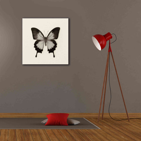 Image of 'Butterfly III B&W' by Debra Van Swearingen, Canvas Wall Art,26 x 26