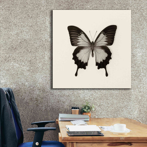 Image of 'Butterfly III B&W' by Debra Van Swearingen, Canvas Wall Art,37 x 37