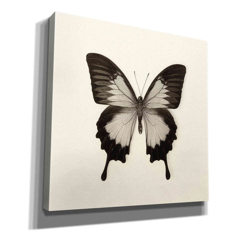 Image of 'Butterfly III B&W' by Debra Van Swearingen, Canvas Wall Art,12x12x1.1x0,18x18x1.1x0,26x26x1.74x0,37x37x1.74x0