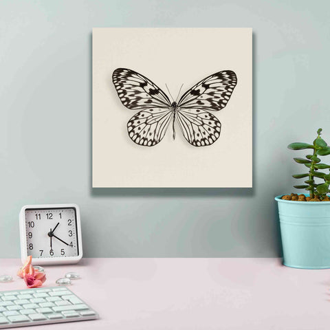 Image of 'Butterfly V B&W' by Debra Van Swearingen, Canvas Wall Art,12 x 12