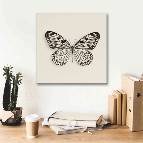 Image of 'Butterfly V B&W' by Debra Van Swearingen, Canvas Wall Art,18 x 18