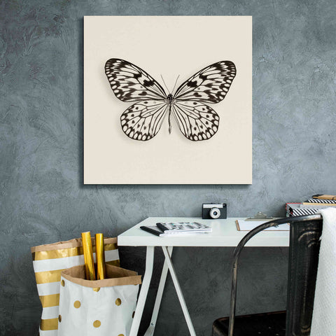 Image of 'Butterfly V B&W' by Debra Van Swearingen, Canvas Wall Art,26 x 26