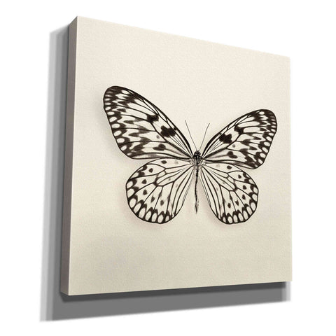 Image of 'Butterfly V B&W' by Debra Van Swearingen, Canvas Wall Art,12x12x1.1x0,18x18x1.1x0,26x26x1.74x0,37x37x1.74x0