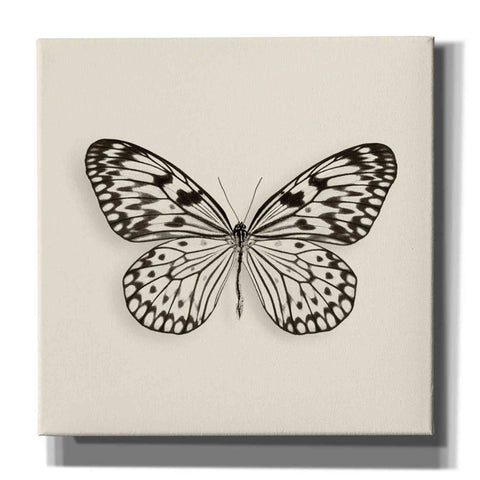Image of 'Butterfly V B&W' by Debra Van Swearingen, Canvas Wall Art,12x12x1.1x0,18x18x1.1x0,26x26x1.74x0,37x37x1.74x0