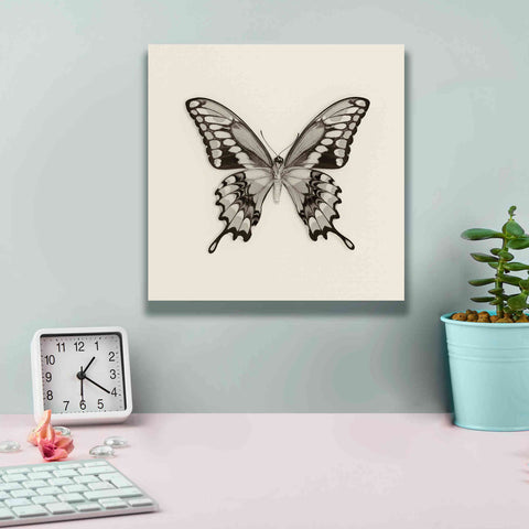 Image of 'Butterfly VI B&W' by Debra Van Swearingen, Canvas Wall Art,12 x 12