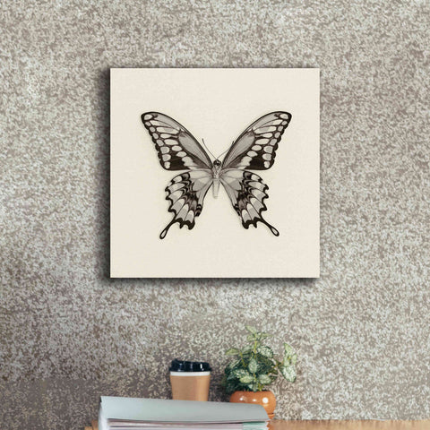 Image of 'Butterfly VI B&W' by Debra Van Swearingen, Canvas Wall Art,18 x 18