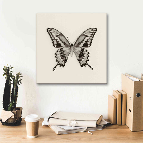 Image of 'Butterfly VI B&W' by Debra Van Swearingen, Canvas Wall Art,18 x 18