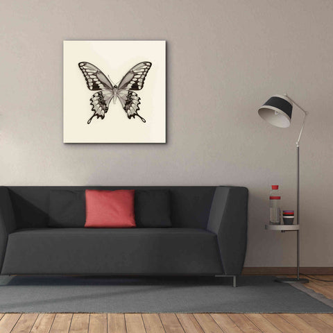 Image of 'Butterfly VI B&W' by Debra Van Swearingen, Canvas Wall Art,37 x 37