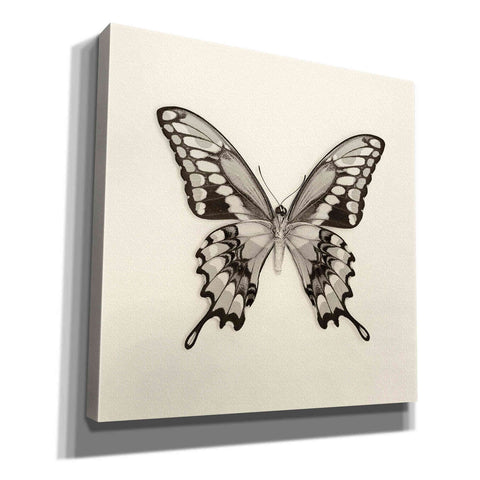 Image of 'Butterfly VI B&W' by Debra Van Swearingen, Canvas Wall Art,12x12x1.1x0,18x18x1.1x0,26x26x1.74x0,37x37x1.74x0