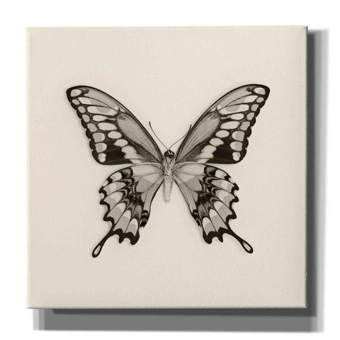 Image of 'Butterfly VI B&W' by Debra Van Swearingen, Canvas Wall Art,12x12x1.1x0,18x18x1.1x0,26x26x1.74x0,37x37x1.74x0