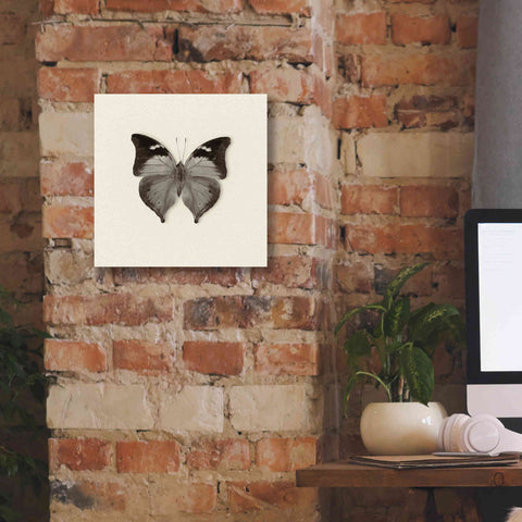 Image of 'Butterfly VII B&W' by Debra Van Swearingen, Canvas Wall Art,12 x 12