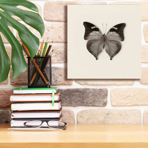 Image of 'Butterfly VII B&W' by Debra Van Swearingen, Canvas Wall Art,12 x 12