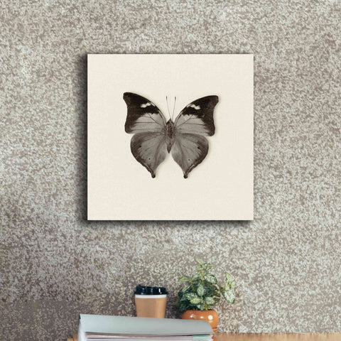 Image of 'Butterfly VII B&W' by Debra Van Swearingen, Canvas Wall Art,18 x 18