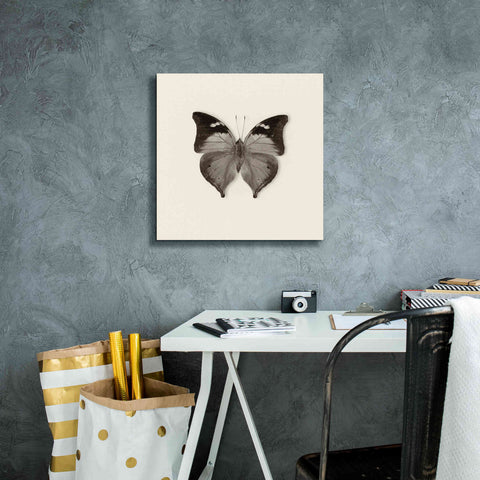 Image of 'Butterfly VII B&W' by Debra Van Swearingen, Canvas Wall Art,18 x 18
