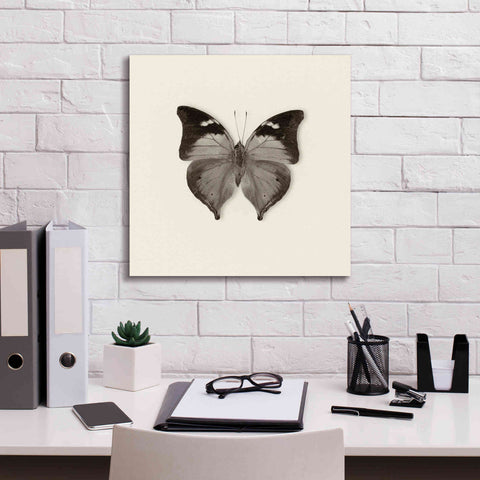 Image of 'Butterfly VII B&W' by Debra Van Swearingen, Canvas Wall Art,18 x 18