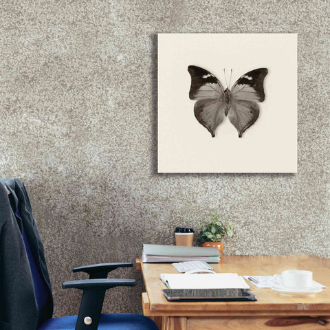 Image of 'Butterfly VII B&W' by Debra Van Swearingen, Canvas Wall Art,26 x 26