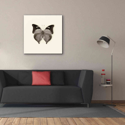 Image of 'Butterfly VII B&W' by Debra Van Swearingen, Canvas Wall Art,37 x 37