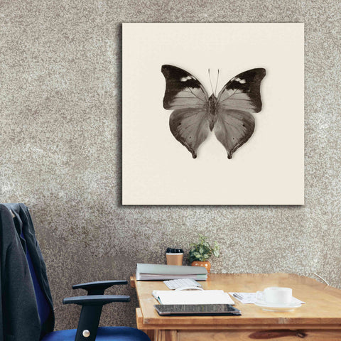 Image of 'Butterfly VII B&W' by Debra Van Swearingen, Canvas Wall Art,37 x 37