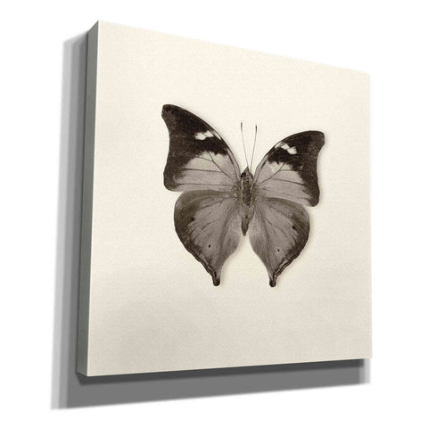 Image of 'Butterfly VII B&W' by Debra Van Swearingen, Canvas Wall Art,12x12x1.1x0,18x18x1.1x0,26x26x1.74x0,37x37x1.74x0